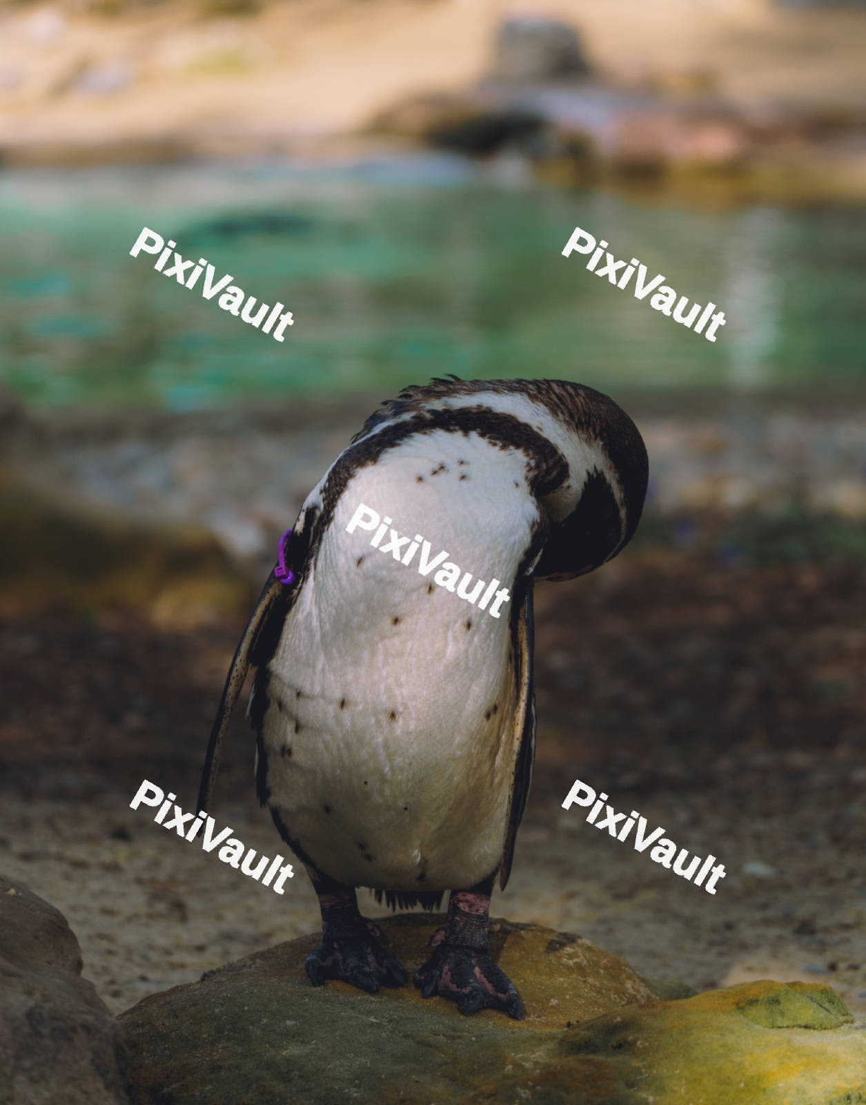 A Penguin Grooming